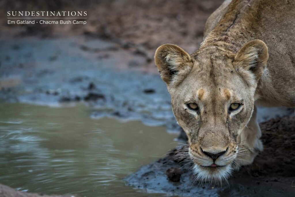 Chacma Lion Drinking at Waterhole