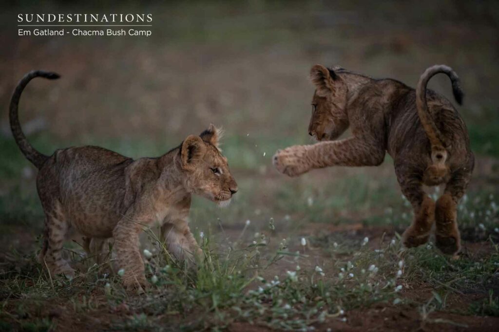 Lion Cubs Fighting int he Wild