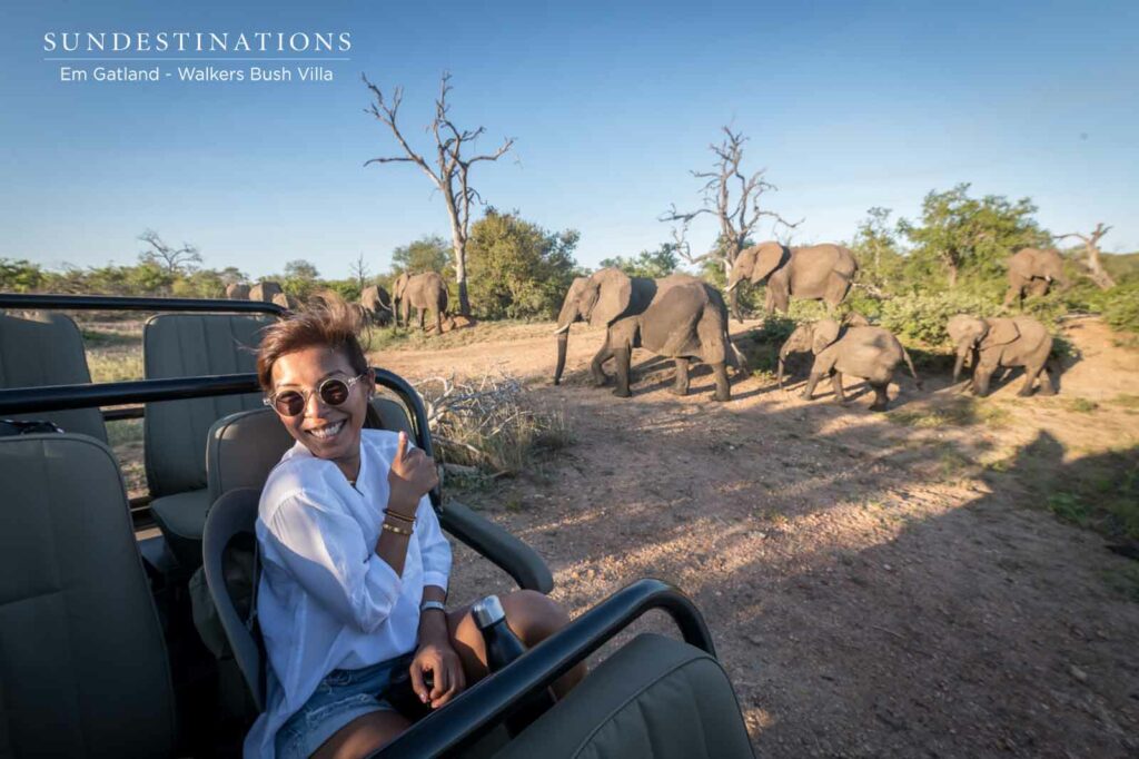 Timbavati Elephant Herds