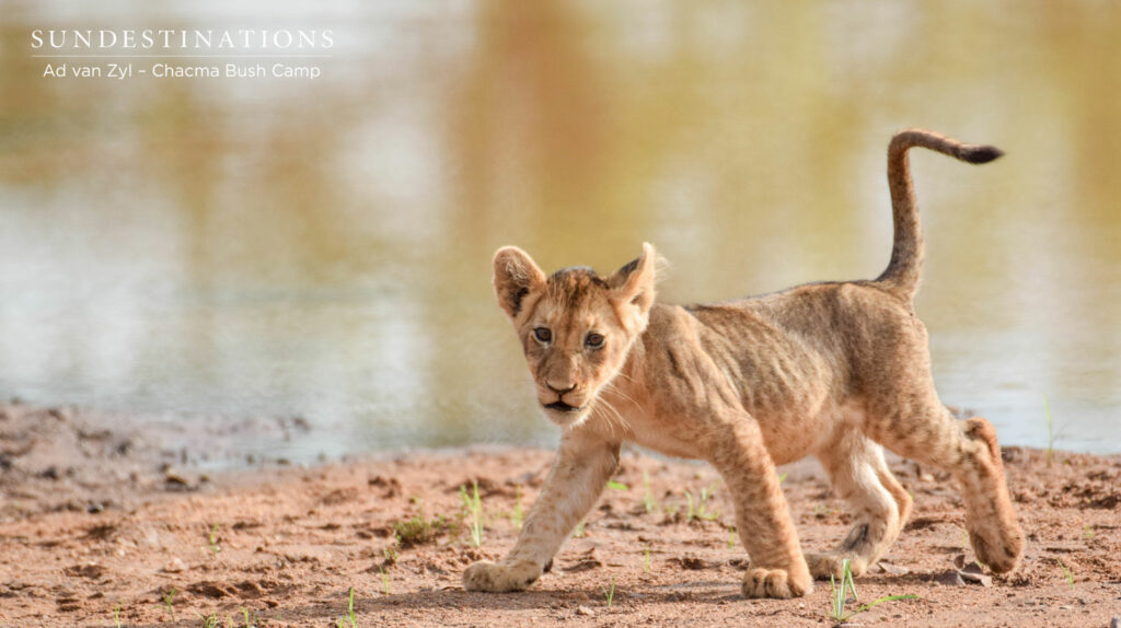 Maseke Lion Cub at Chacma