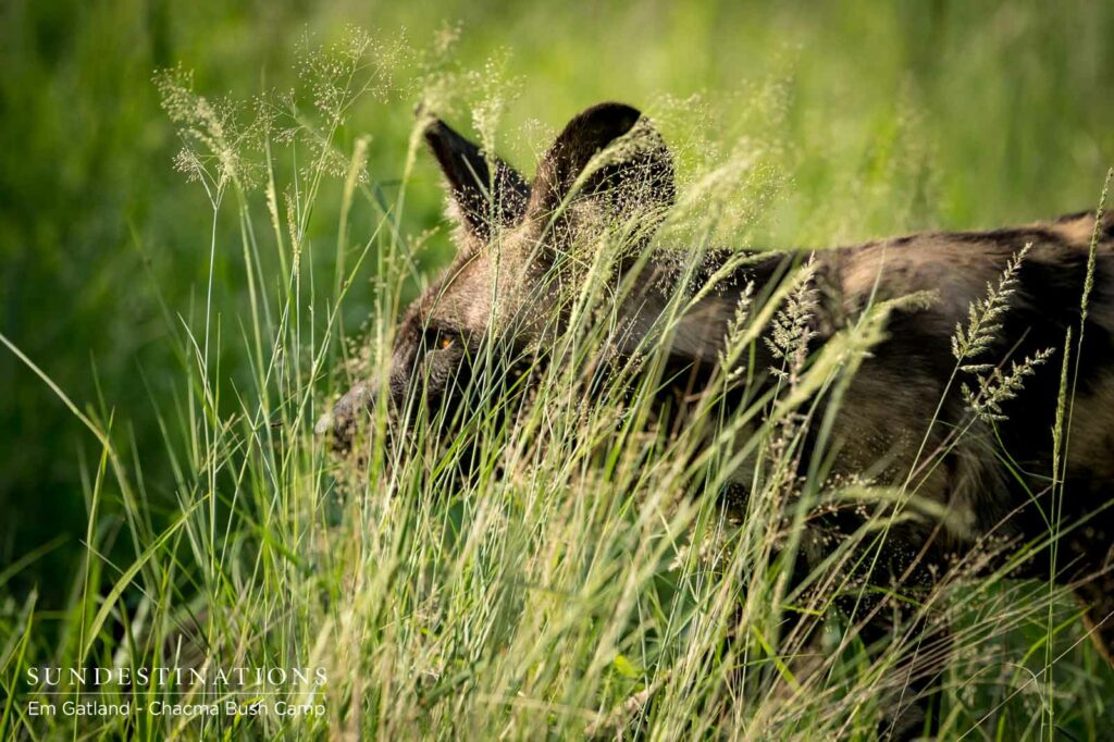 Wild Dogs at Chacma Bush Camp