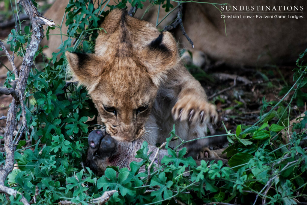 Ezulwini Lion Cubs