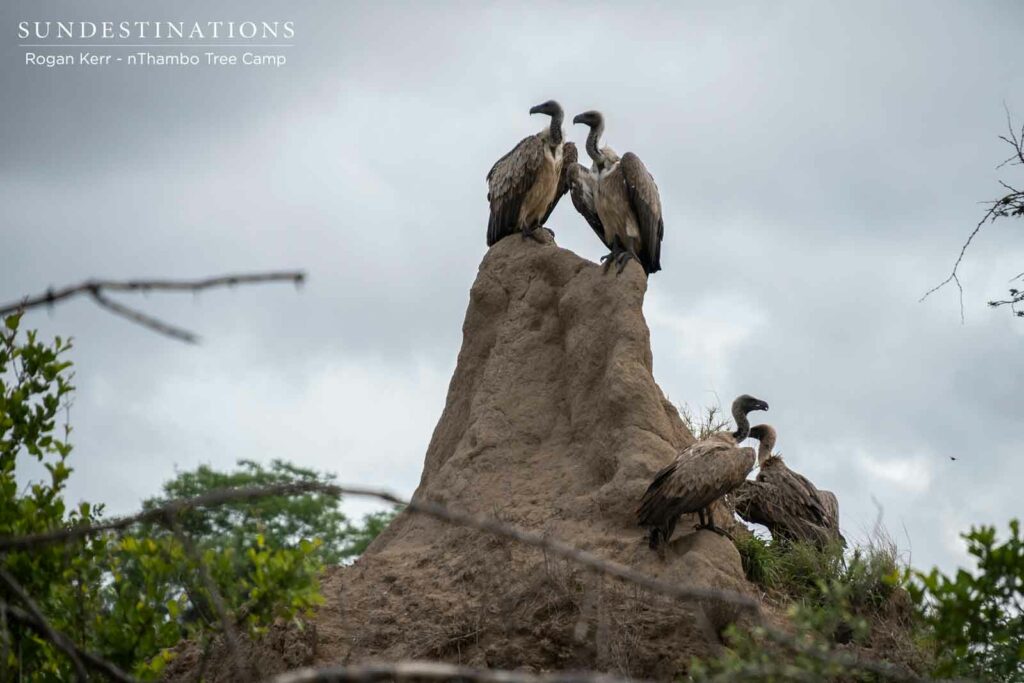 White-backed Vultures in Klaserie