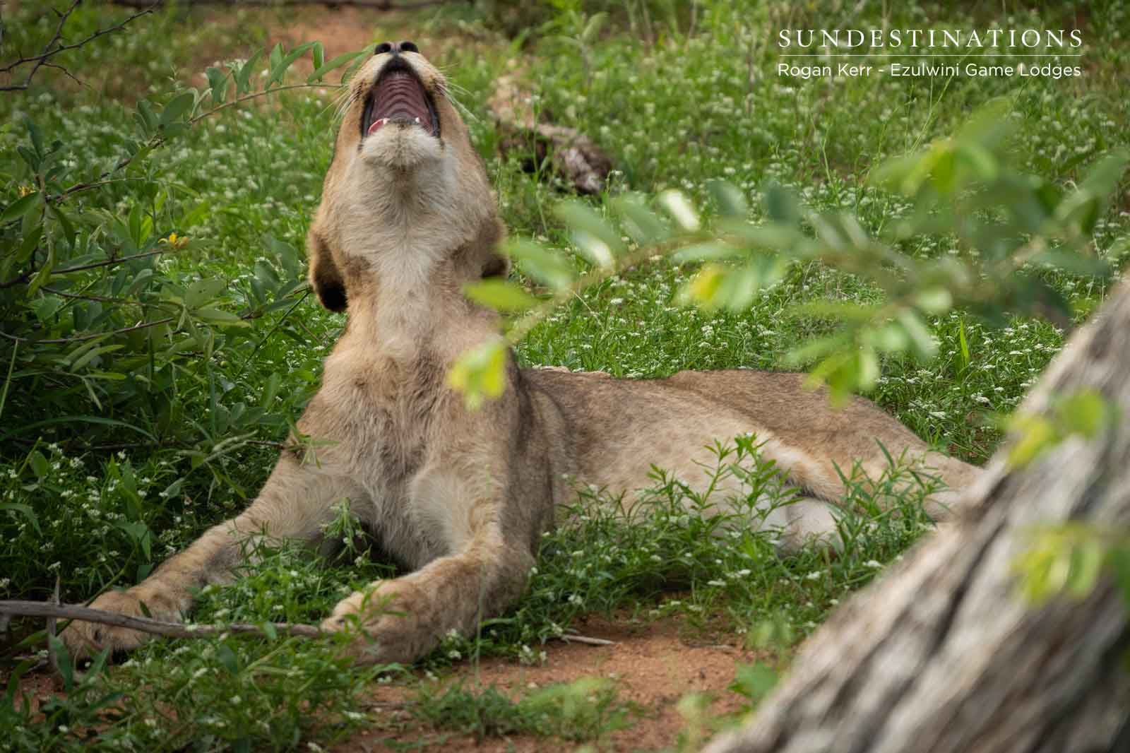 Ezulwini Lion Cubs in Balule Ezulwini Lion Cubs in Balule