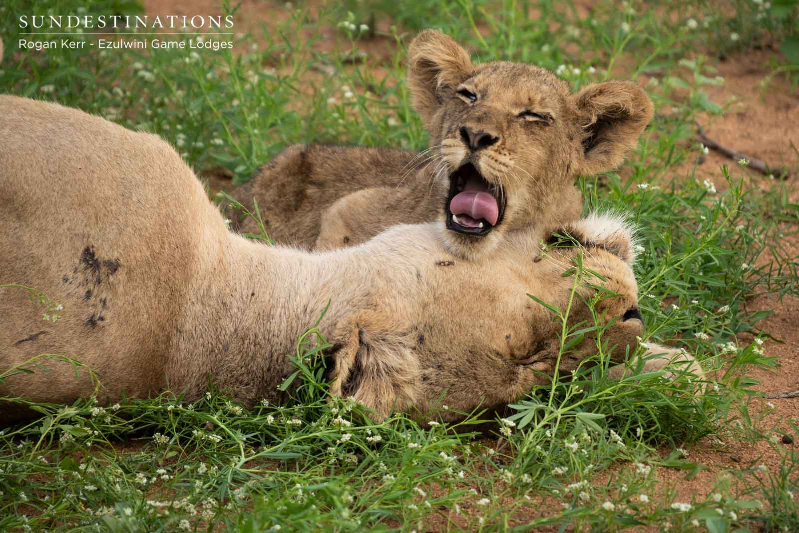 Lion cubs of Ezulwini Game Lodges Lion cubs of Ezulwini Game Lodges