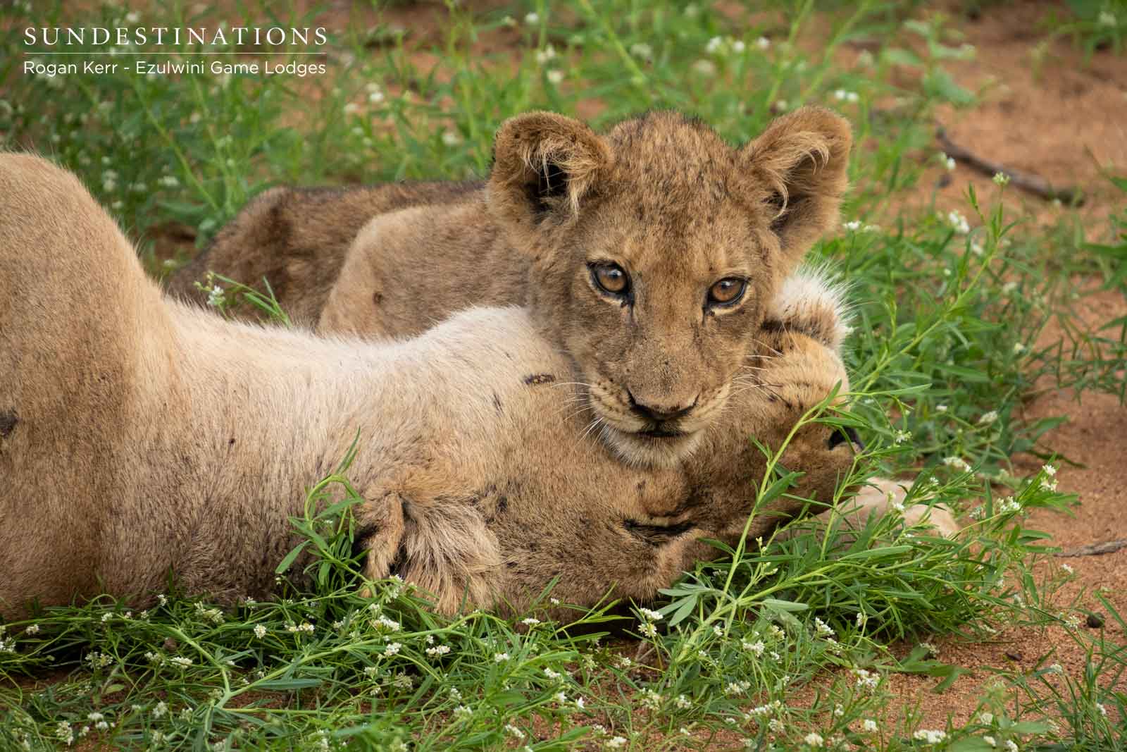 The Cubs in the Balule The Cubs in the Balule