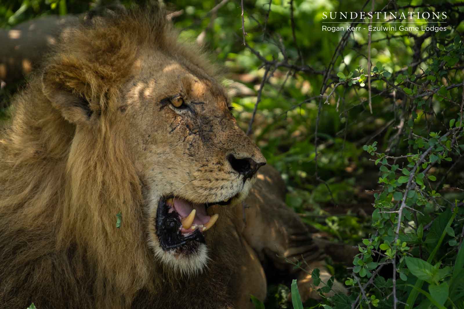 Male Lion Machaton Balule Male Lion Machaton Balule