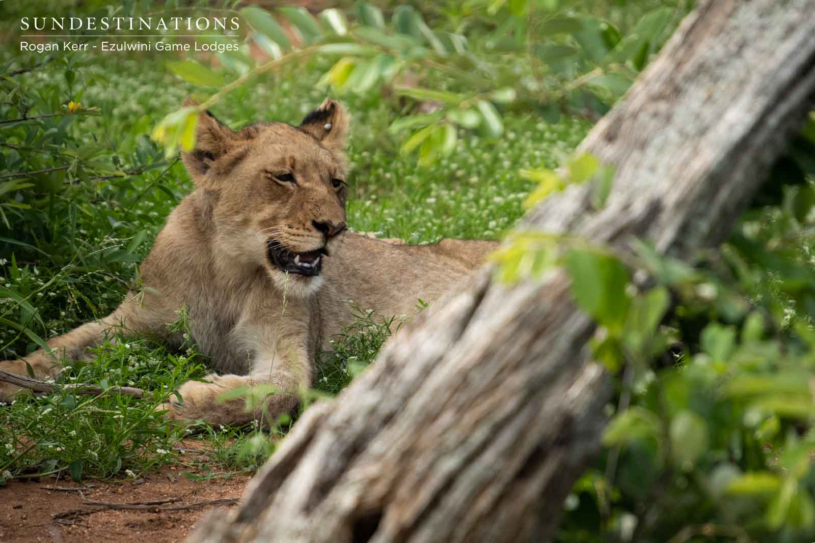 Lioness in Shrubbery Lioness in Shrubbery