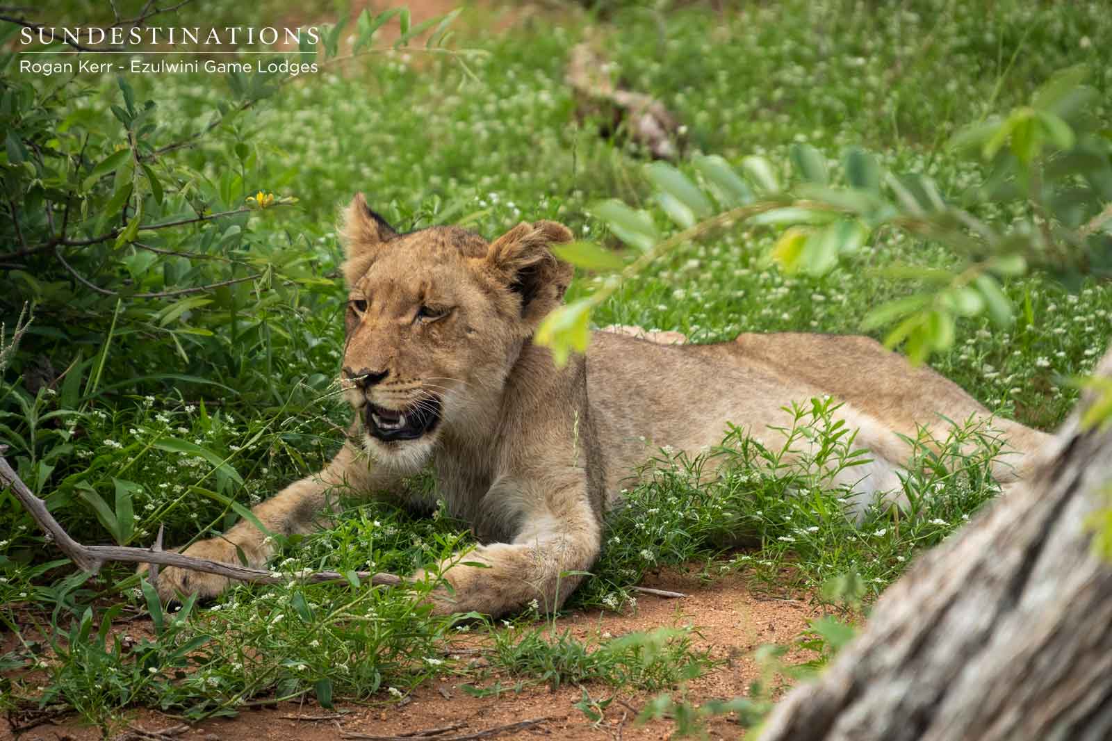 Lion Cubs in Balule Lion Cubs in Balule