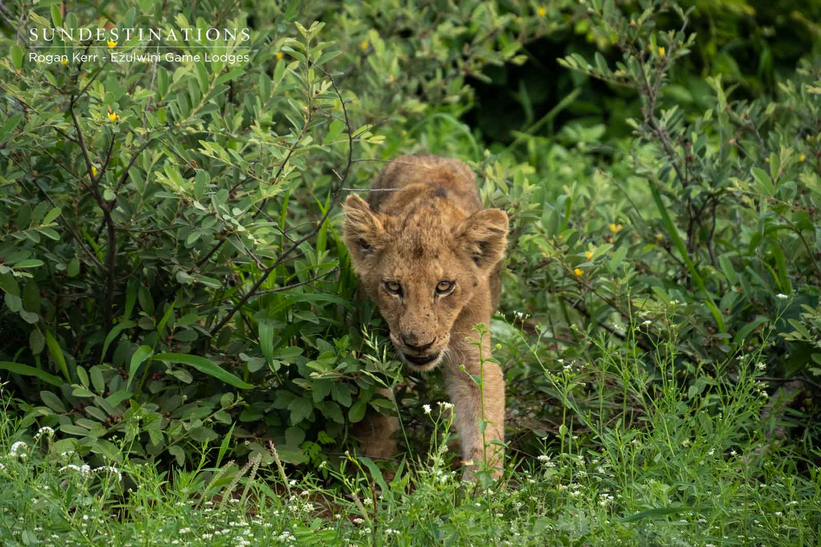 Lion Cub in Shrubbery Lion Cub in Shrubbery