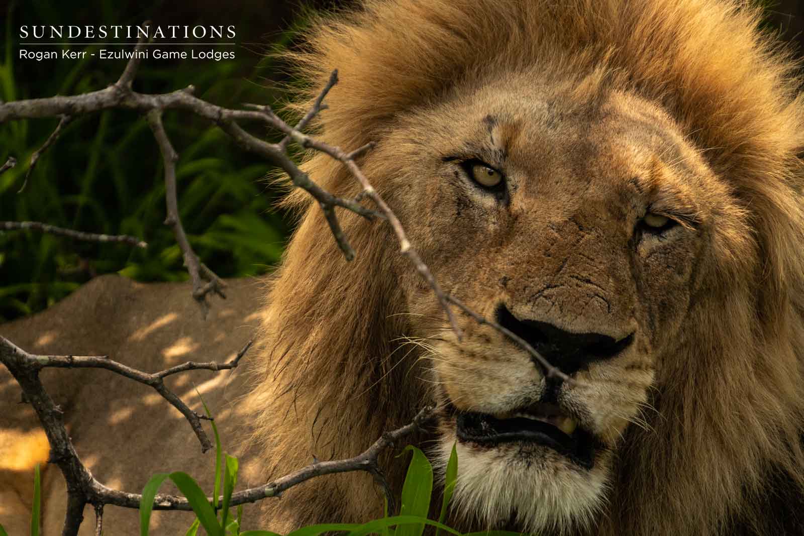 Machatons of Ezulwini Game Lodges Machatons of Ezulwini Game Lodges