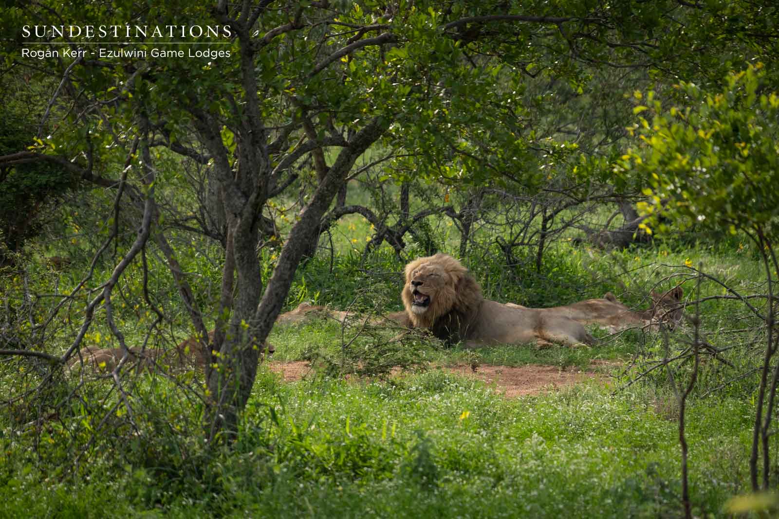 Machaton Male Lions - Ezulwini Machaton Male Lions - Ezulwini
