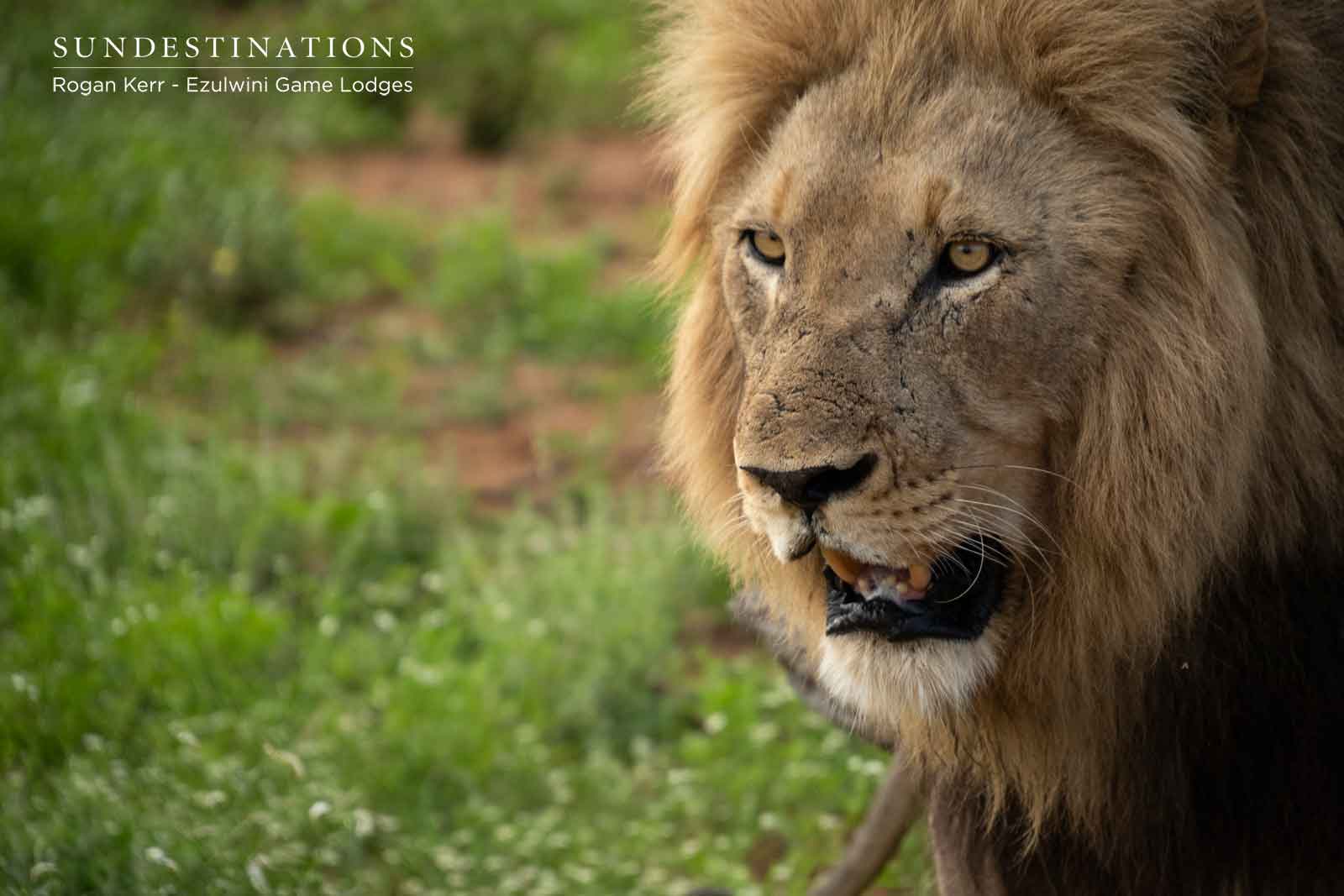 Face of the Balule Face of the Balule