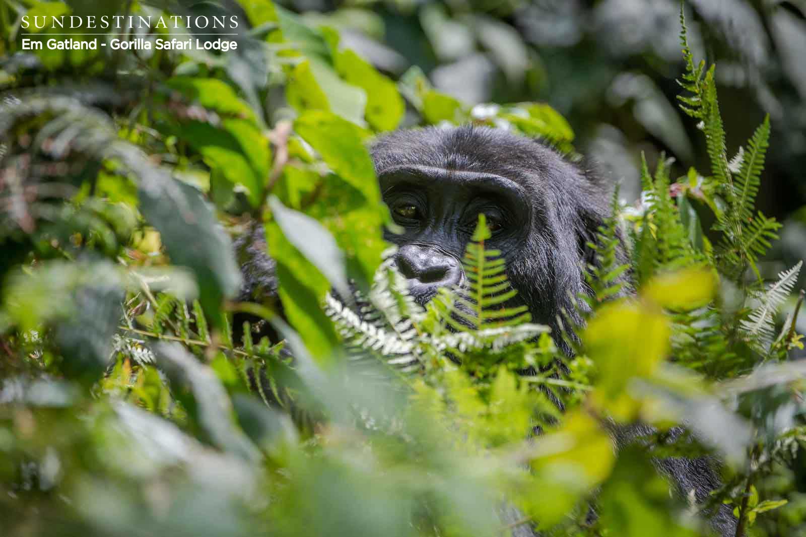 Gorilla in Bwindi Gorilla in Bwindi