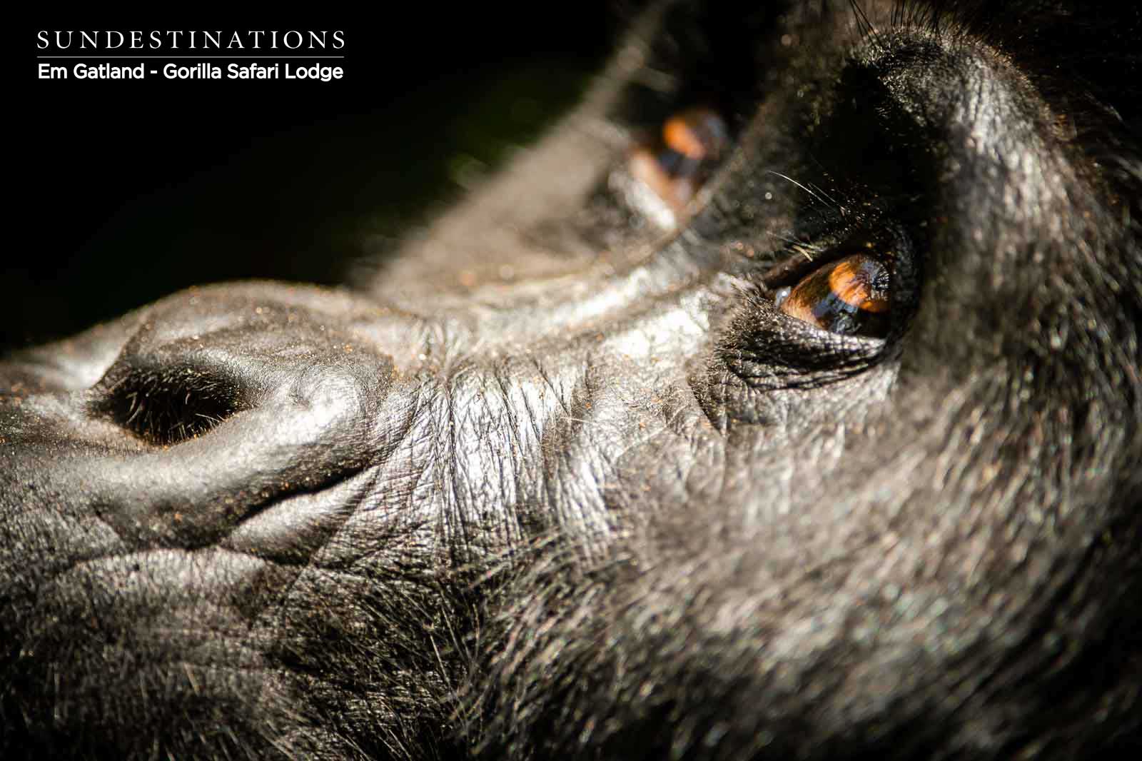 Face of Gorilla Face of Gorilla