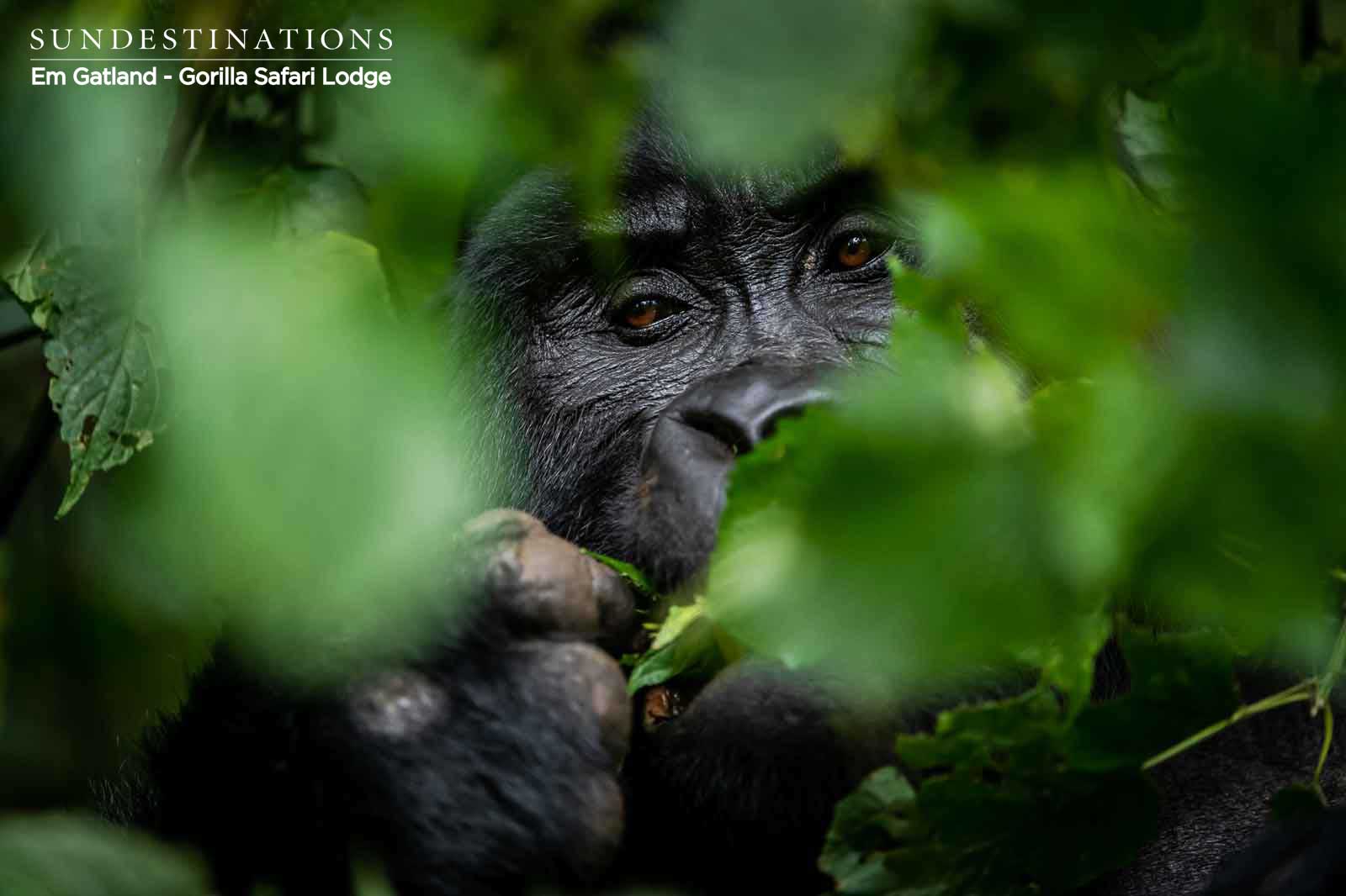 Gorilla in the Forest Jungle Gorilla in the Forest Jungle