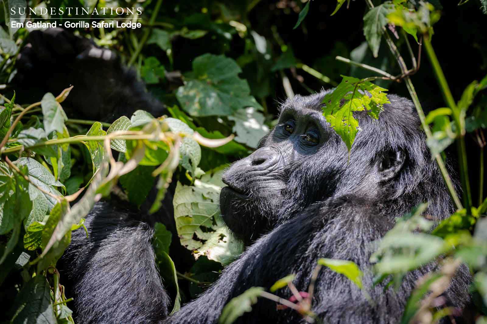 Gorilla in the Jungle Gorilla in the Jungle