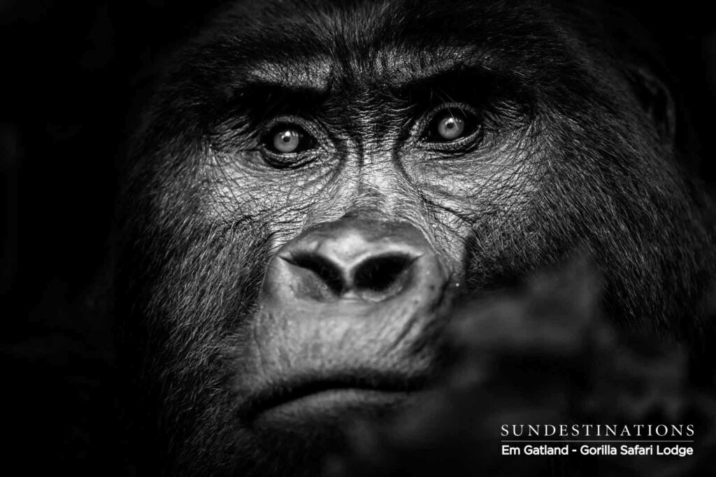 Gorilla Safari Lodge Portrait