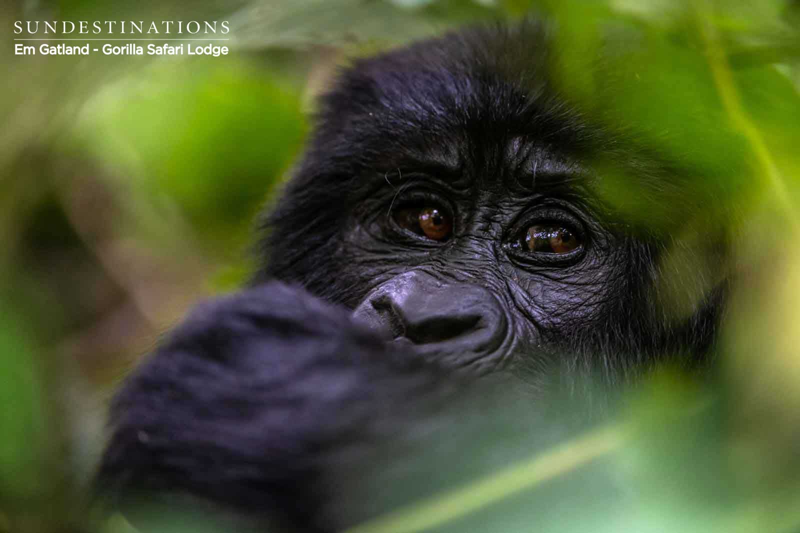 Face of Gorillas in Uganda Face of Gorillas in Uganda