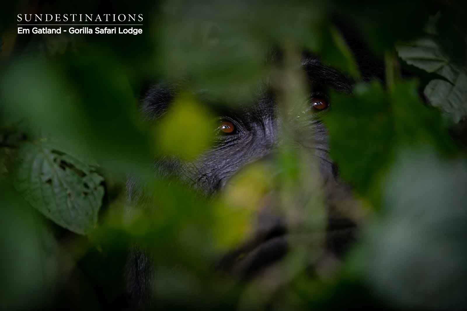 Gorilla Hiding in Jungle Gorilla Hiding in Jungle