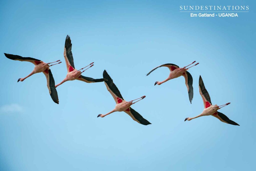Flamingoes in Queen Elizabeth