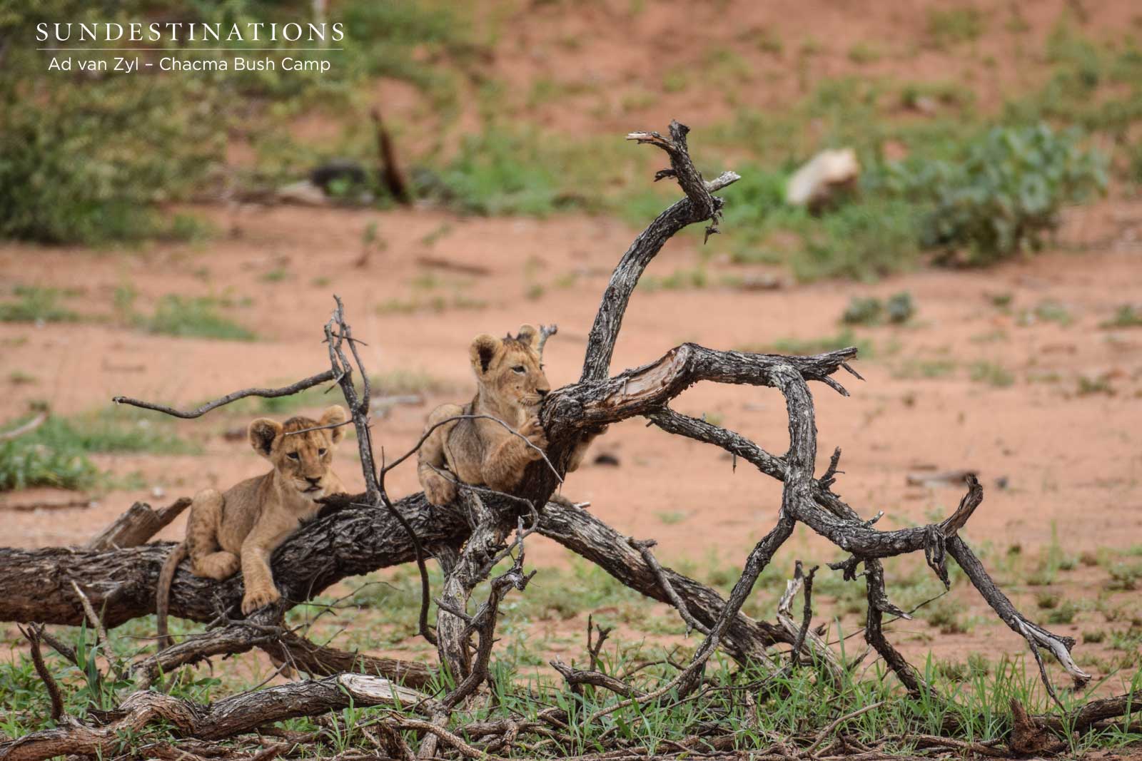 Lion Cubs at Chacma Bush Camp Lion Cubs at Chacma Bush Camp