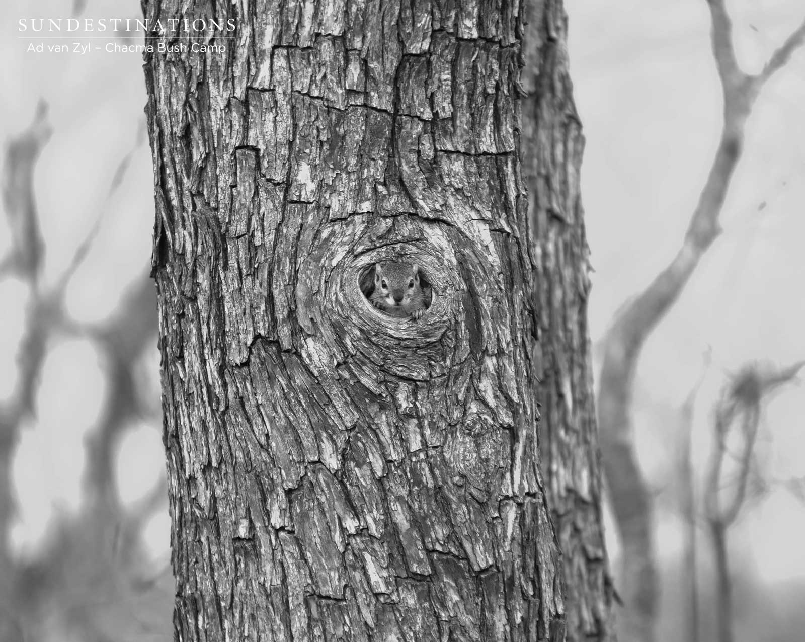 Tree Squirrel at Chacma Bush Camp Tree Squirrel at Chacma Bush Camp