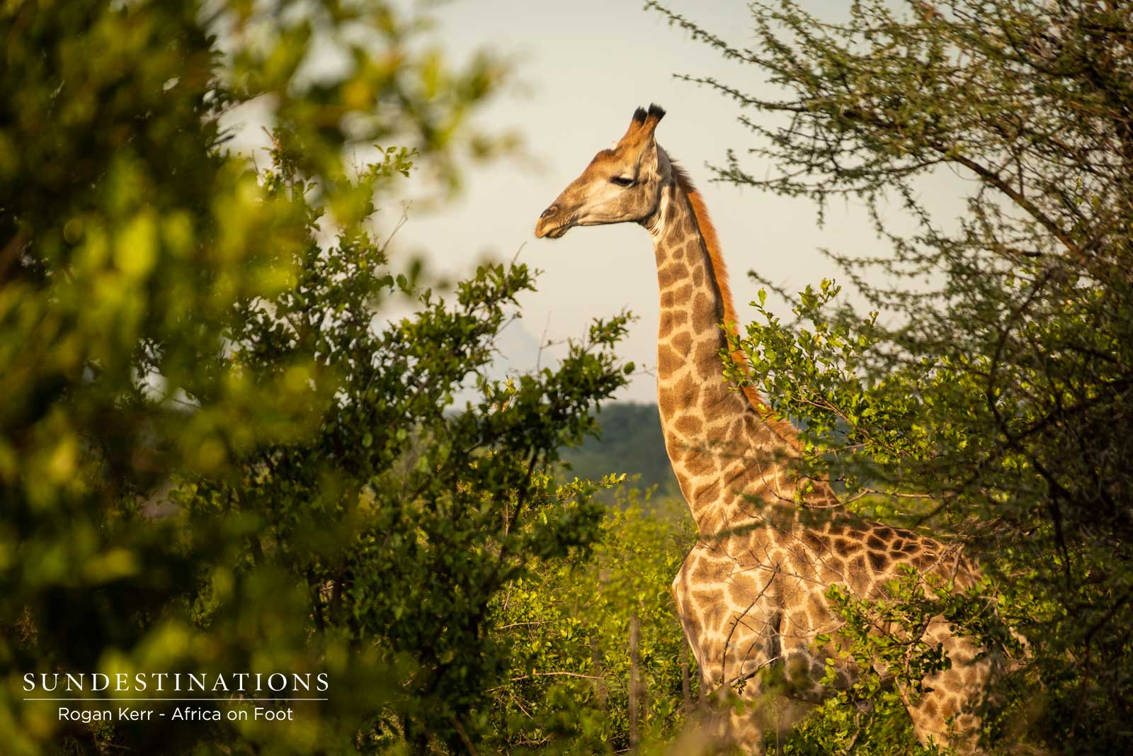 Giraffe - Africa on Foot Giraffe - Africa on Foot