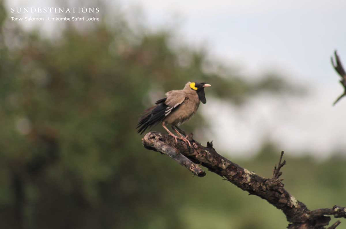 Umkumbe Birding Umkumbe Birding