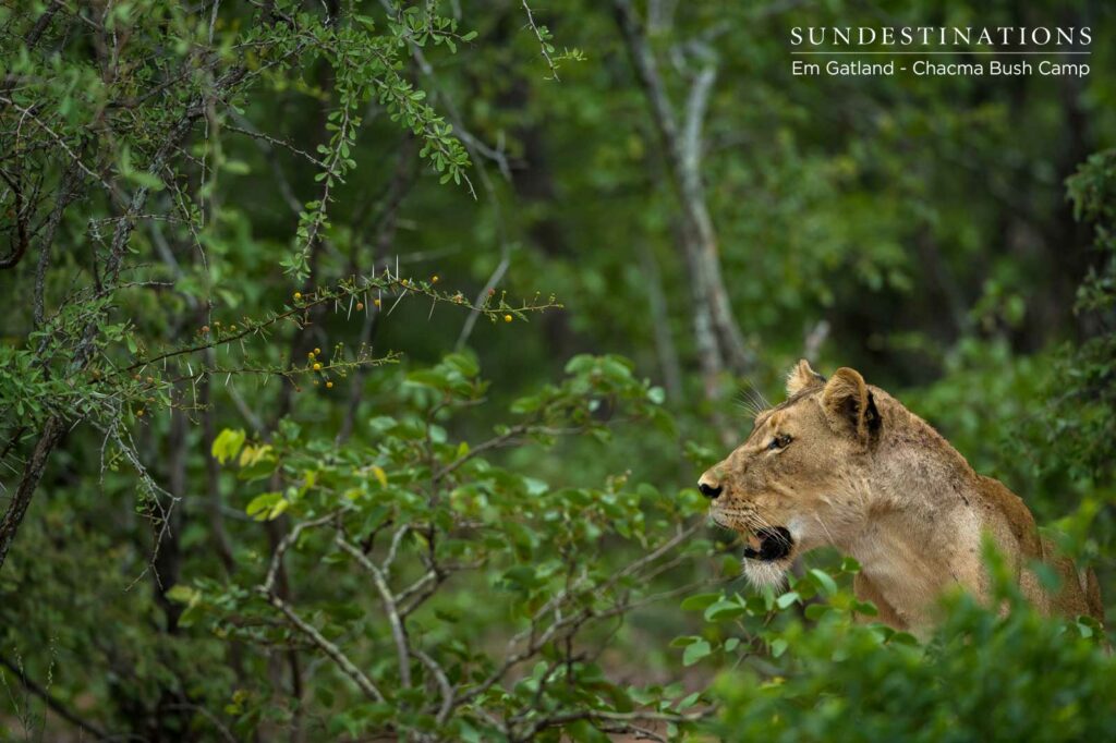 Lions at Chacma Bush Camp