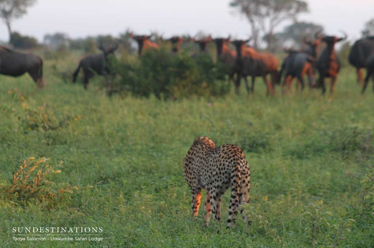 Cheetah in Umkumbe Cheetah in Umkumbe