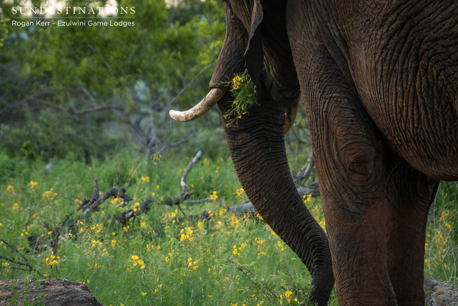 Elephant Herds in the Lowveld Elephant Herds in the Lowveld