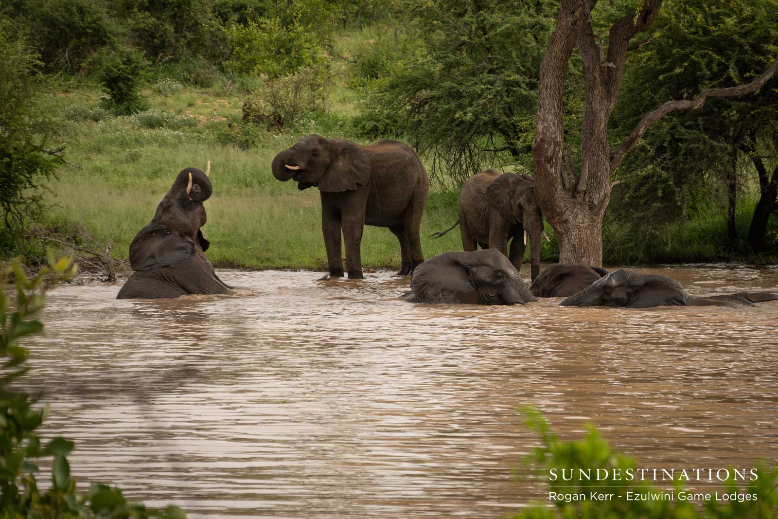 Ezulwini Elephants Ezulwini Elephants