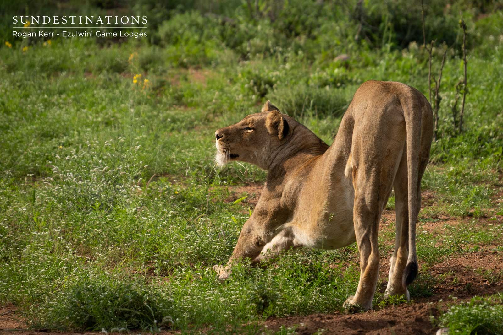 Kudyela Lioness Kudyela Lioness