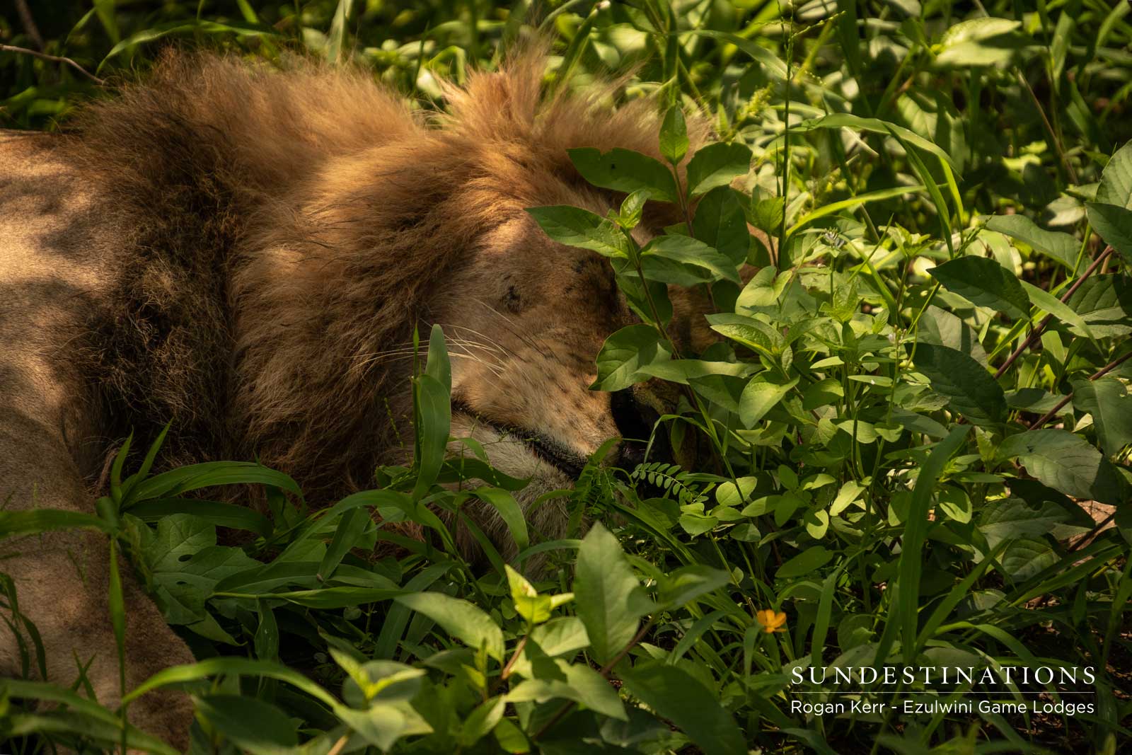 Machaton Male Lions Ezulwini Machaton Male Lions Ezulwini