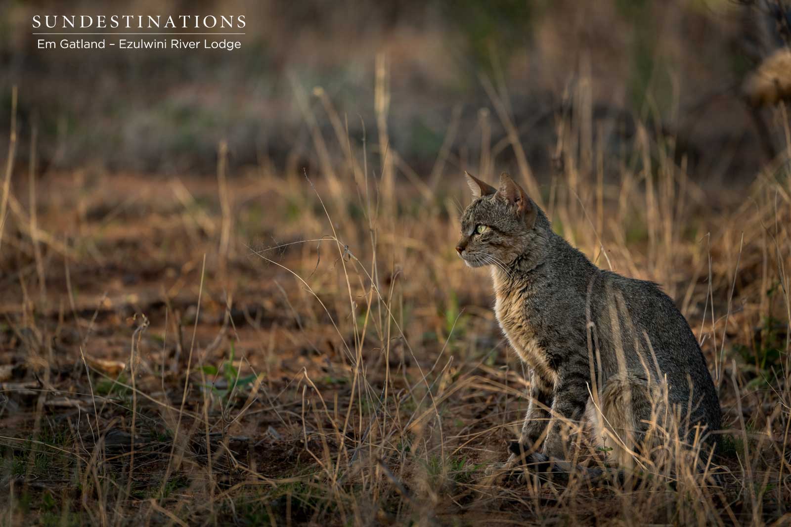African Wild Cats African Wild Cats