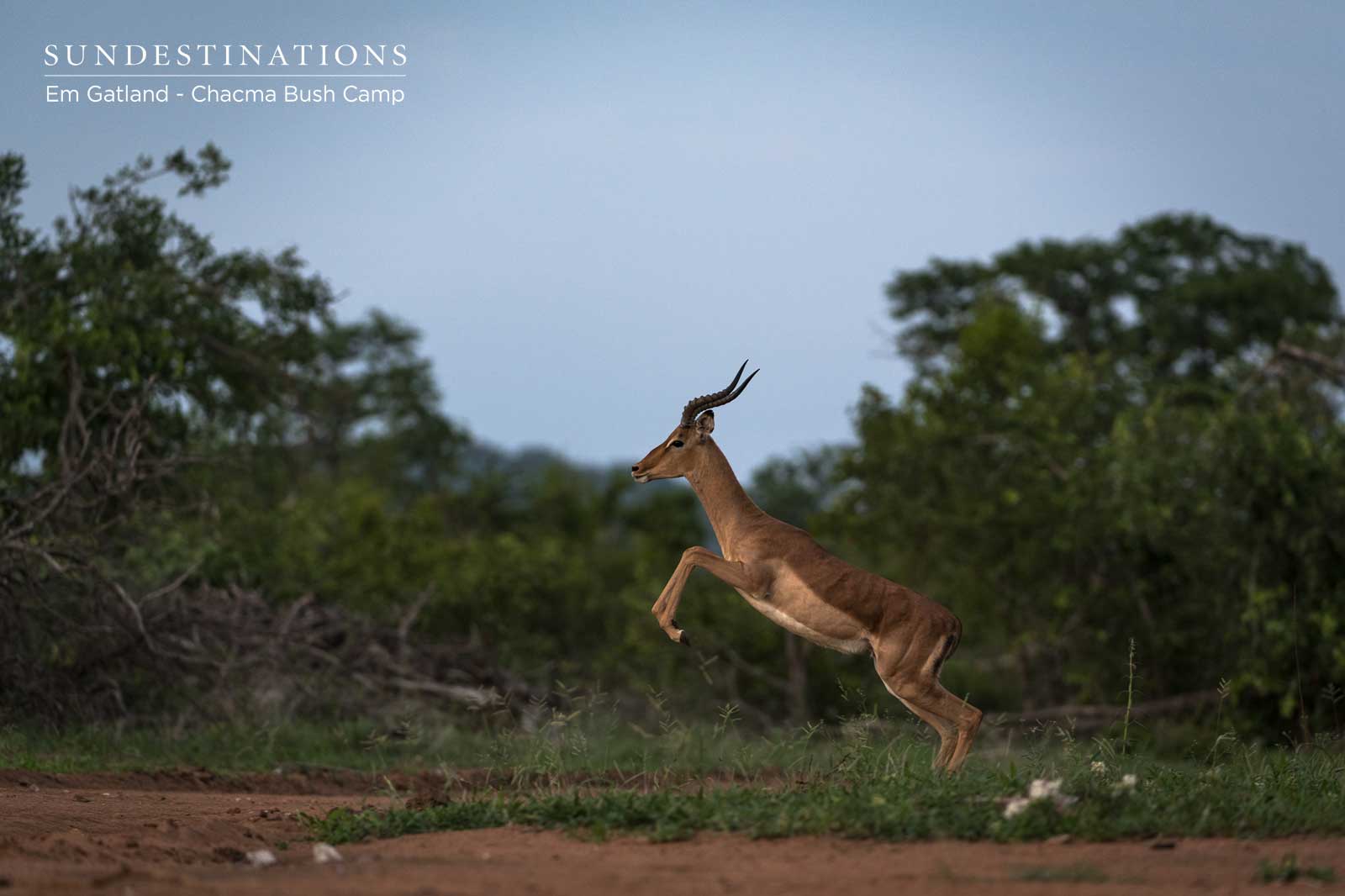 Springbok Jumps Springbok Jumps