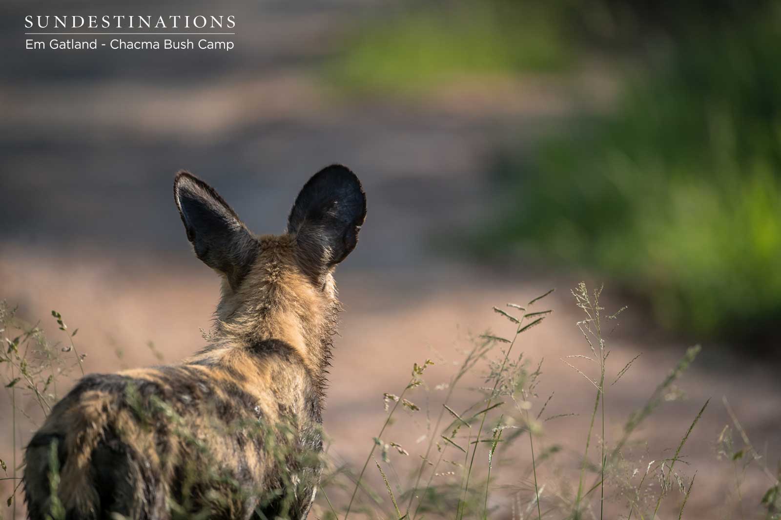 Wild Dogs at Chacma Wild Dogs at Chacma