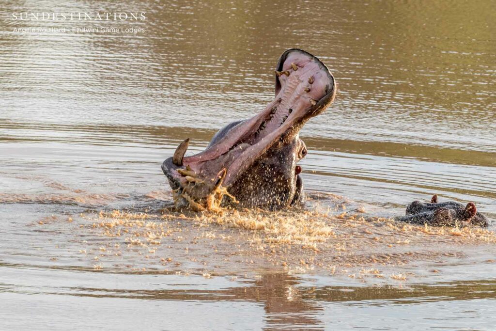 Hippos at Ezulwini