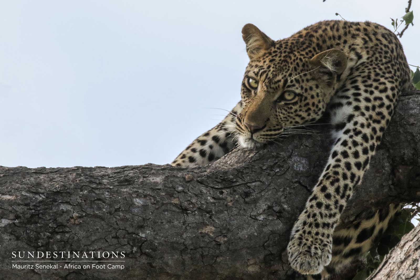 Nyeleti Leopard in Klaserie Nyeleti Leopard in Klaserie