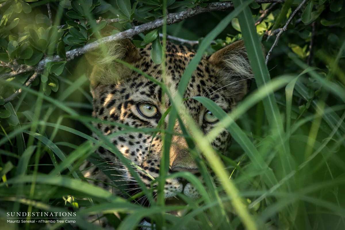 Nyeleti in Bushveld Nyeleti in Bushveld