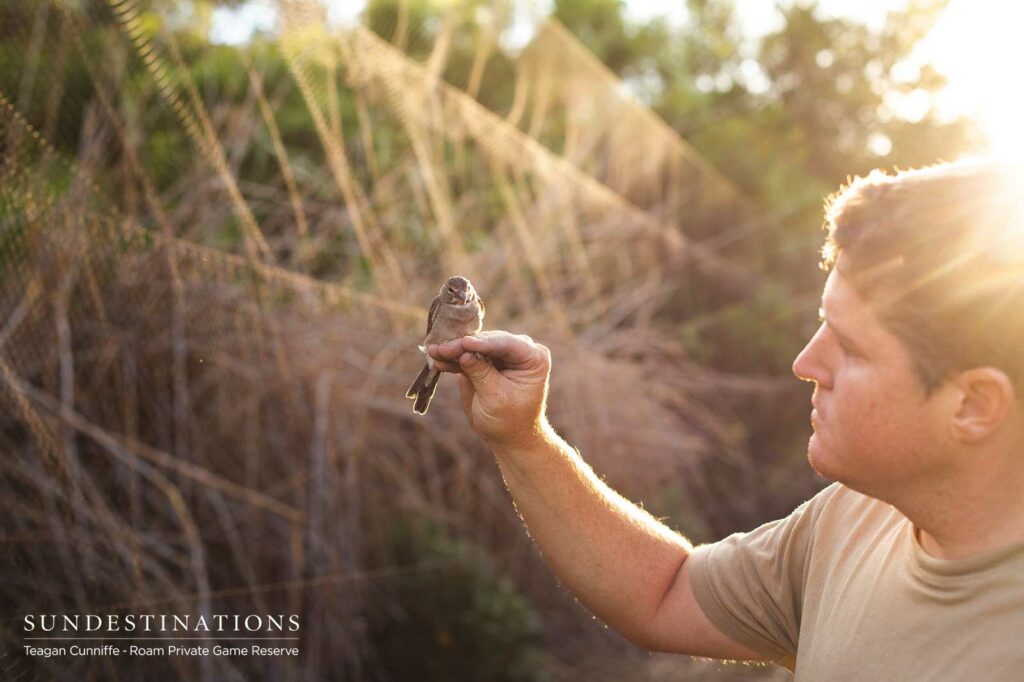 Bird-ringing at Roam Private Game Reserve