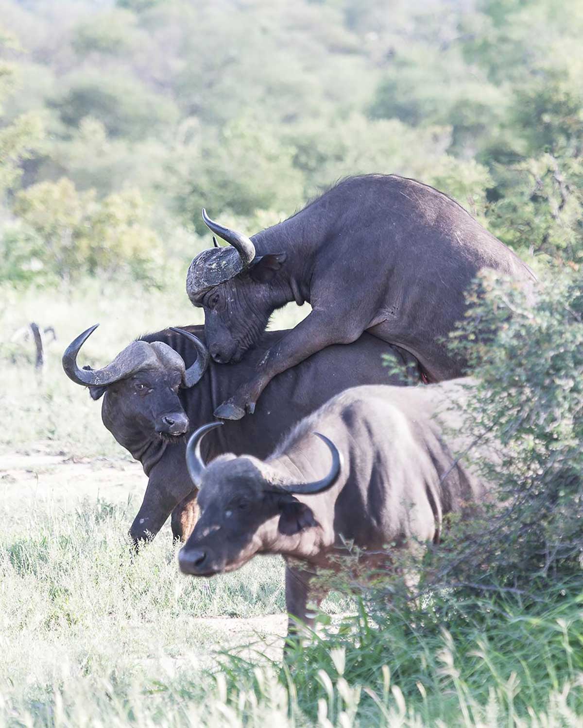 Buffalo in Klaserie Buffalo in Klaserie