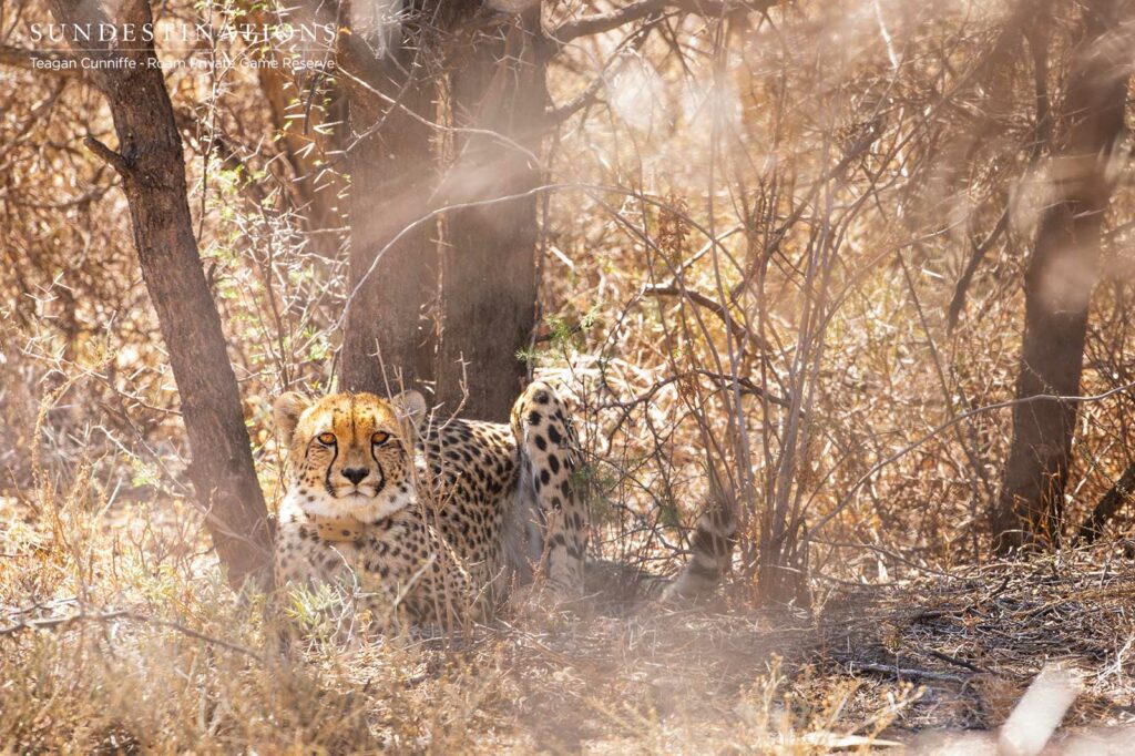 Female Cheetah at Roam