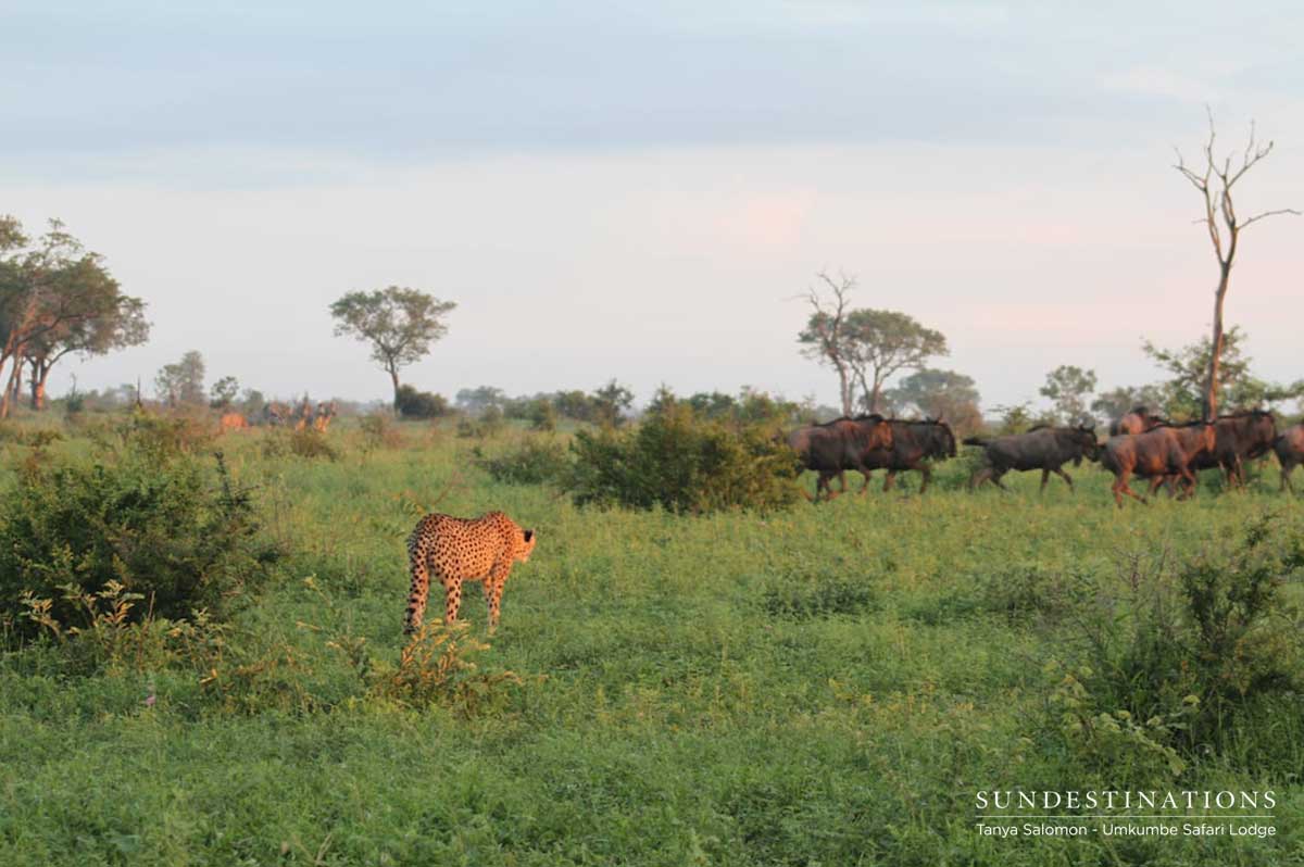 Cheetah at Umkumbe Cheetah at Umkumbe