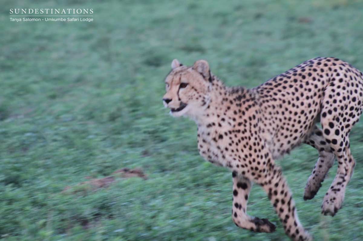 Cheetah Sprint in Sabi Sand Cheetah Sprint in Sabi Sand