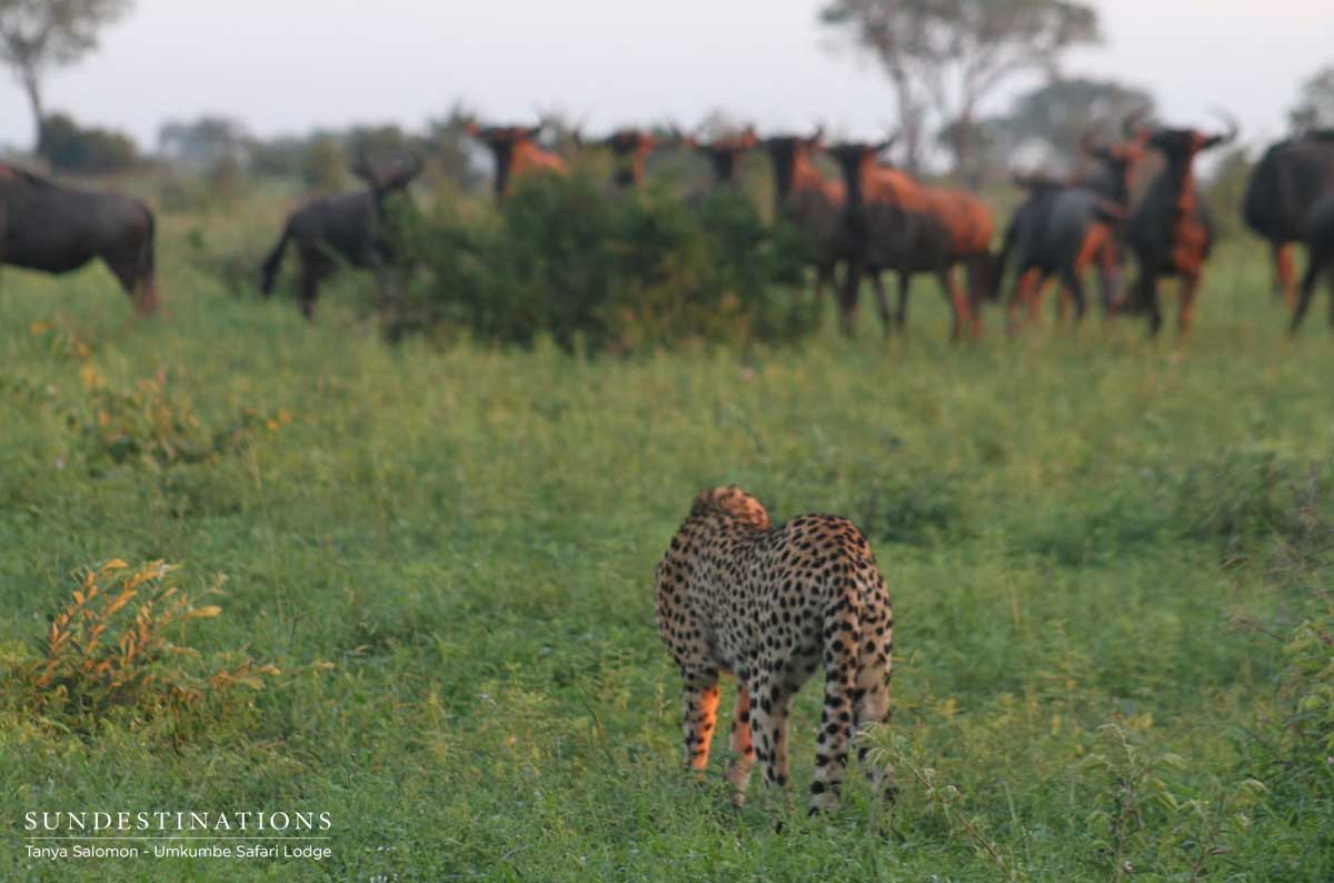 Cheetah in the Wild Cheetah in the Wild