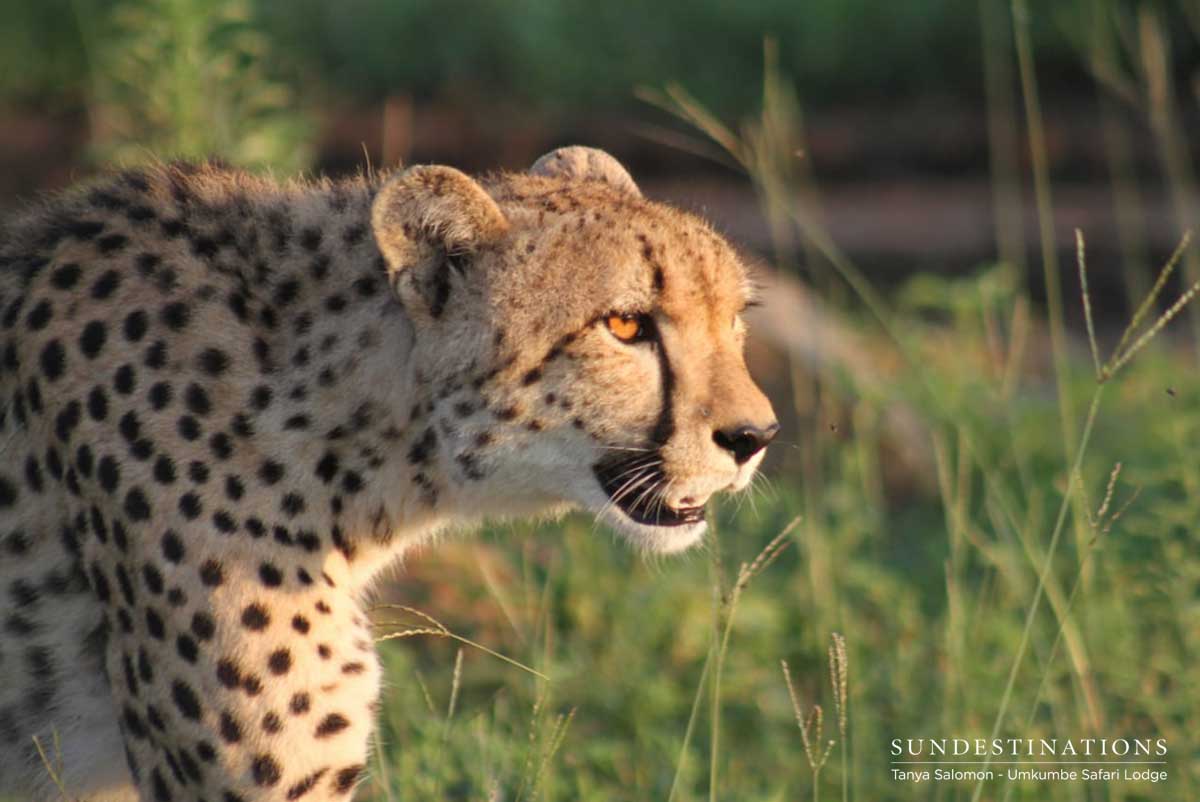 Cheetah Umkumbe Cheetah Umkumbe