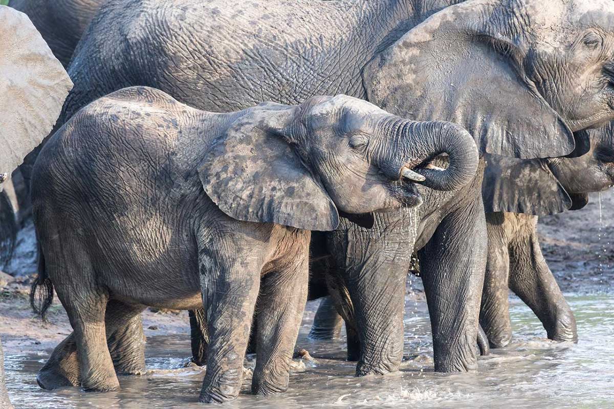 Elephants in Klaserie Elephants in Klaserie