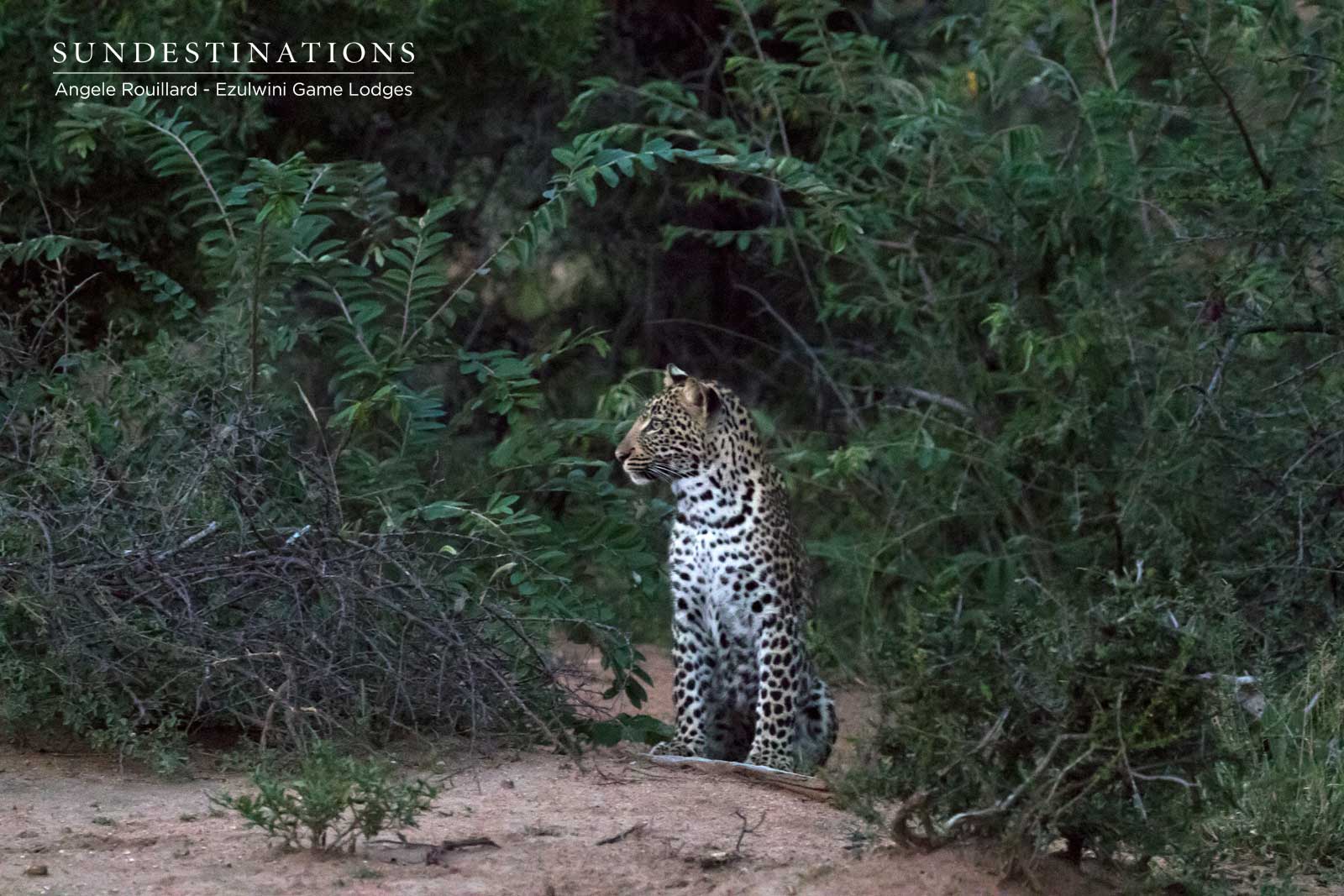 Ezulwini Leopard Cubs in the Balule Ezulwini Leopard Cubs in the Balule
